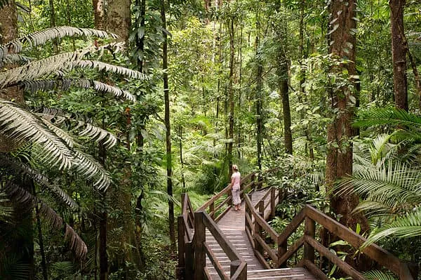Công Viên Quốc Gia Daintree