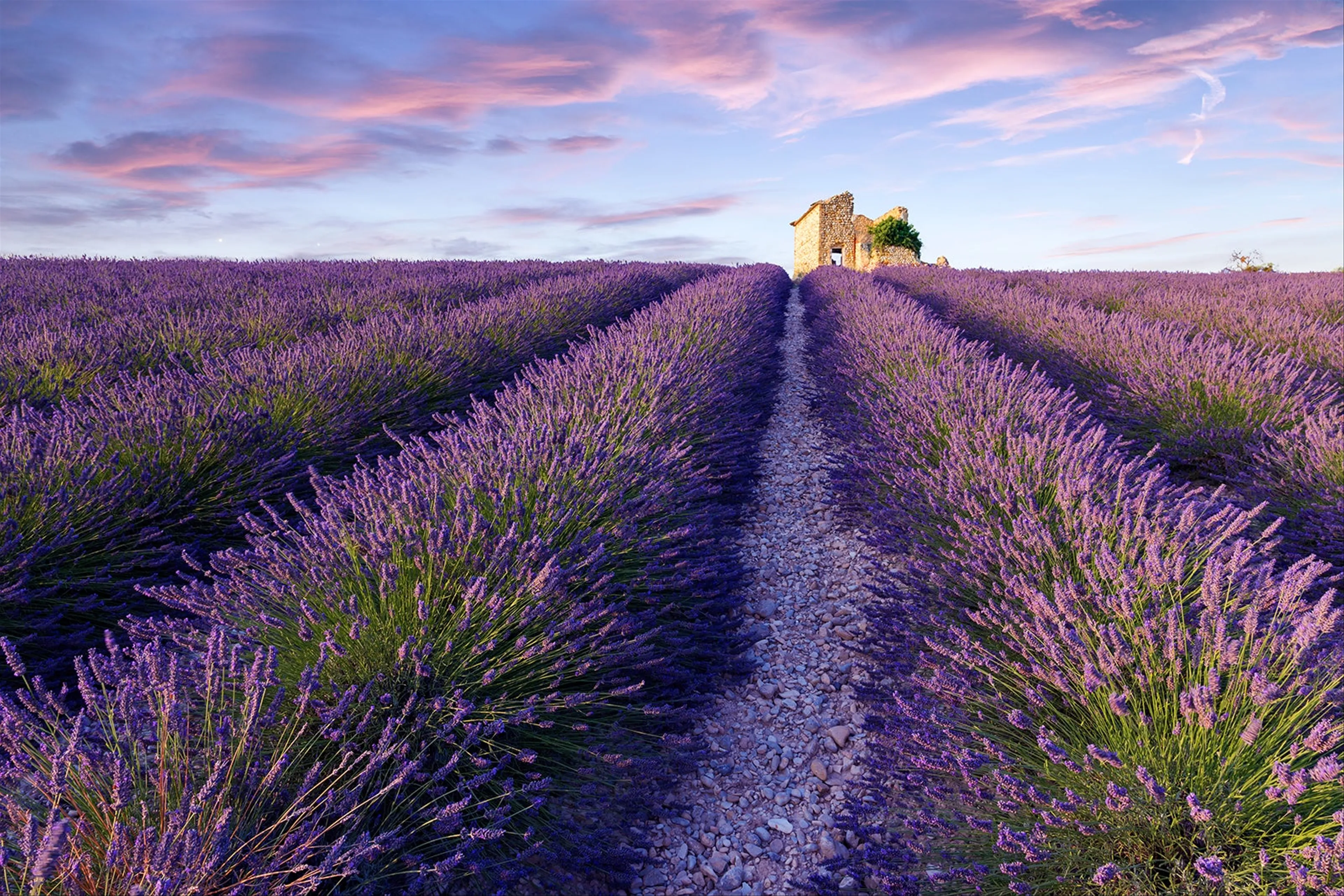 Sailing Through the Lavender Fields of Provence: A Sensory Journey