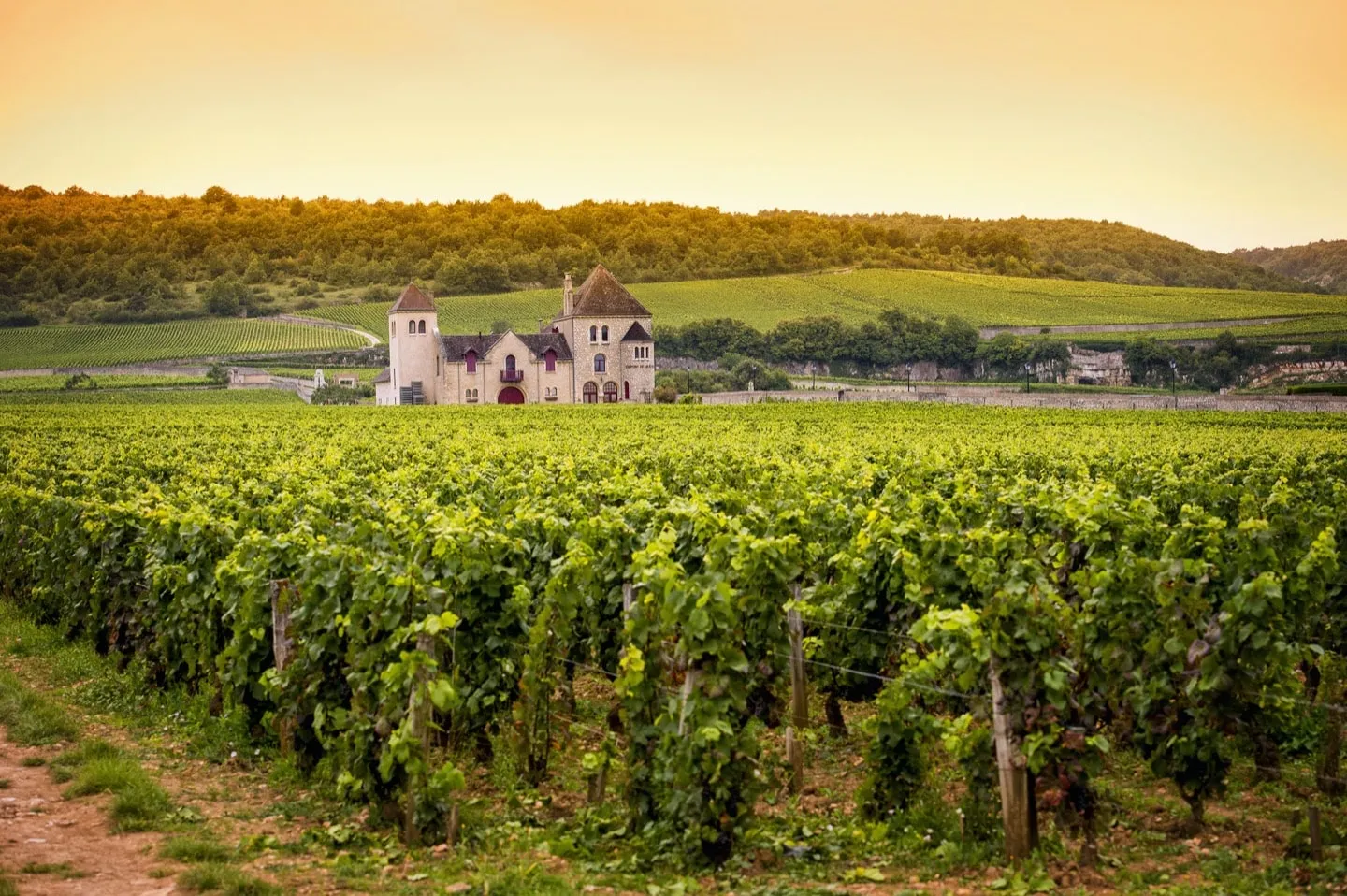 Exploring the Vineyards: A Scenic Adventure