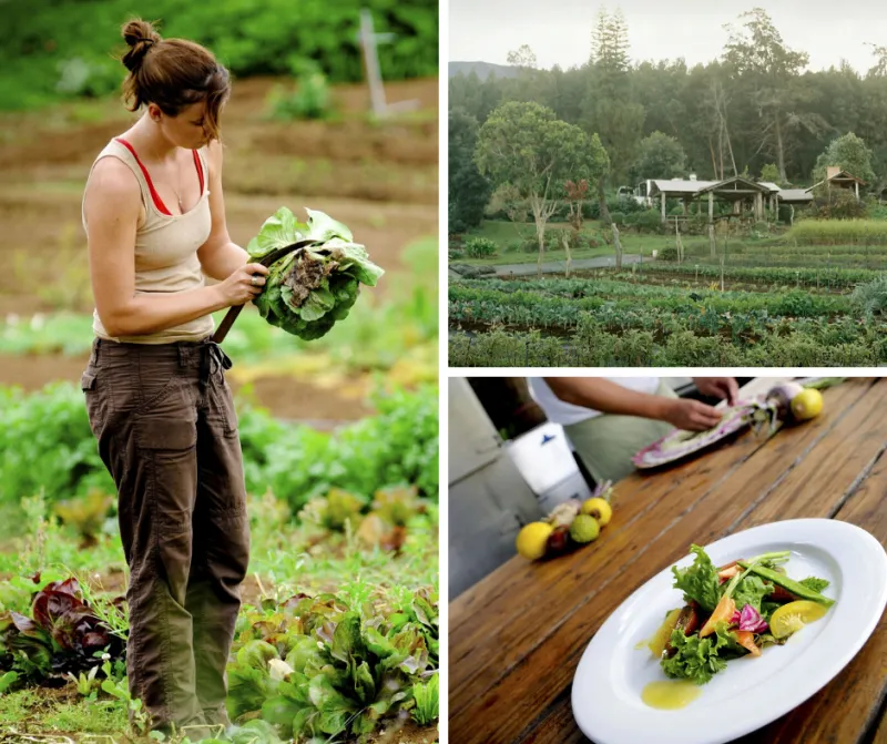 From Farm to Table: Sustainable Dining in Fitzroy