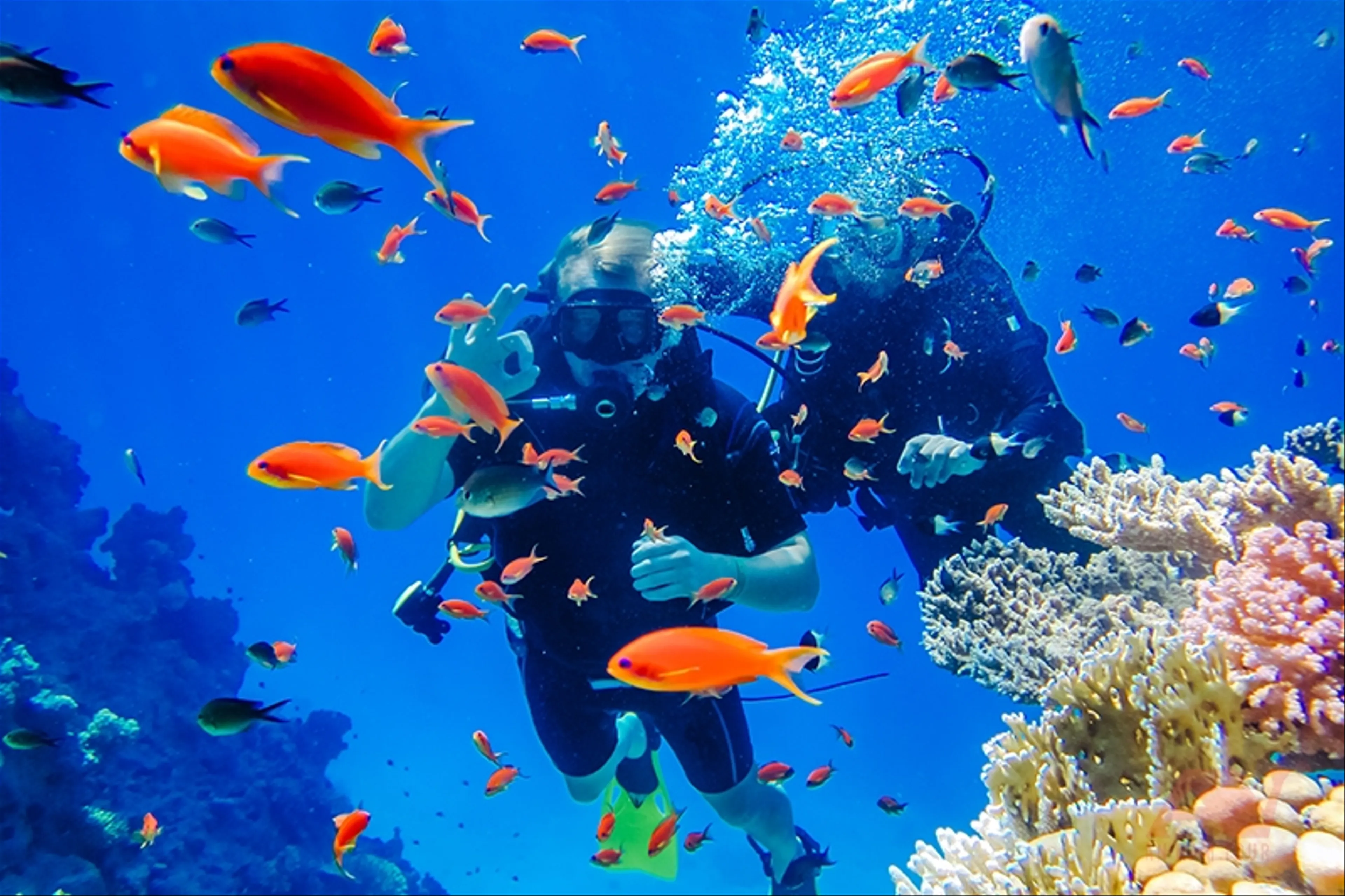 Trải Nghiệm Lặn Biển Ngắm San Hô Ở Hòn Mun, Nha Trang