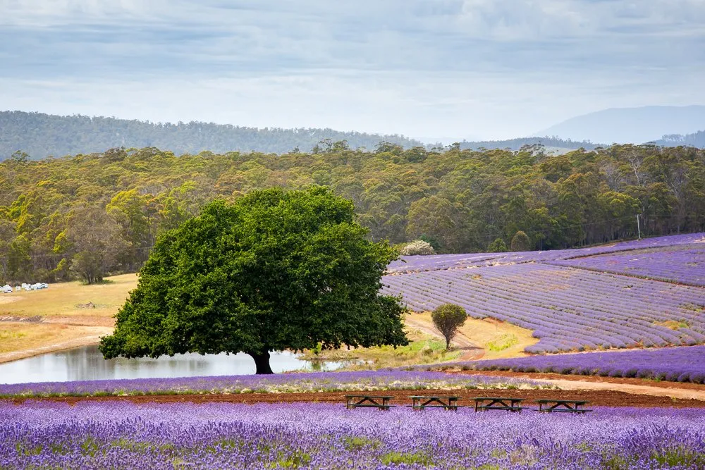Where to Find Tasmania's Best Lavender Fields