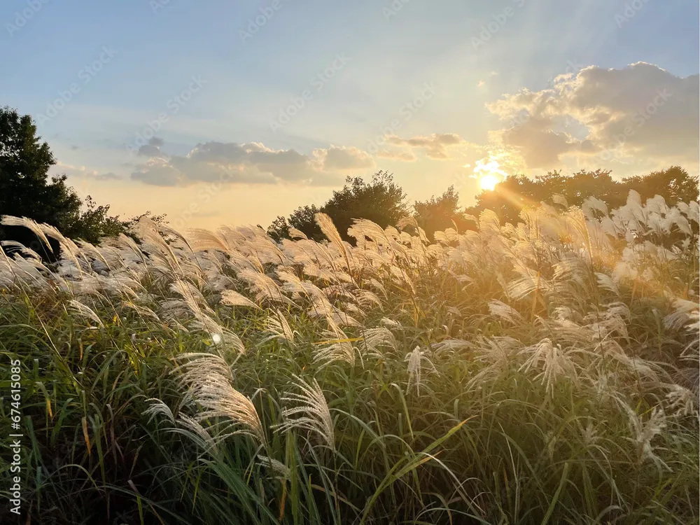 Haneul Park: Nature's High Point