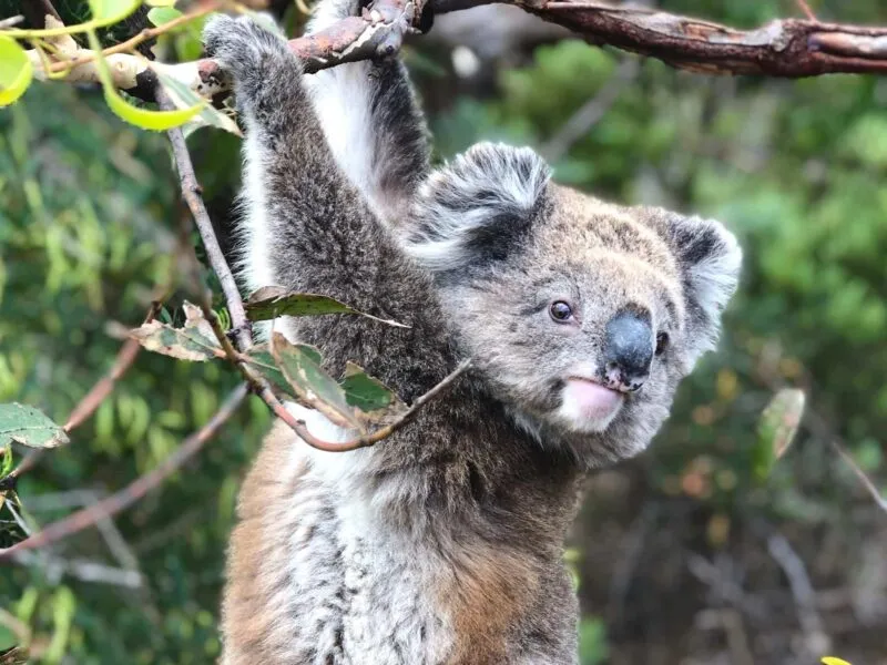 Local Wildlife and Nature Encounters