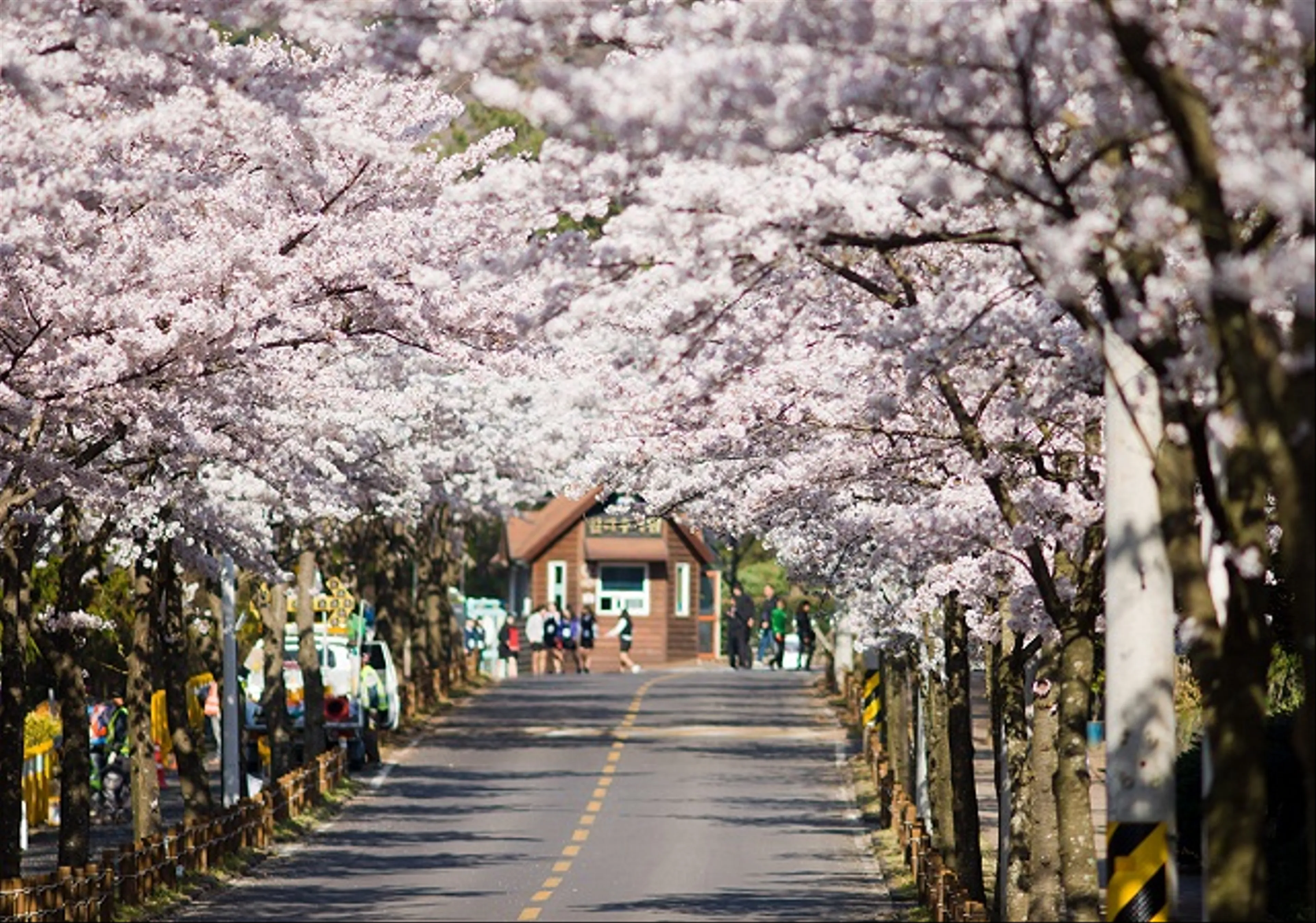 Tận hưởng mùa hoa anh đào tuyệt đẹp tại đảo Jeju