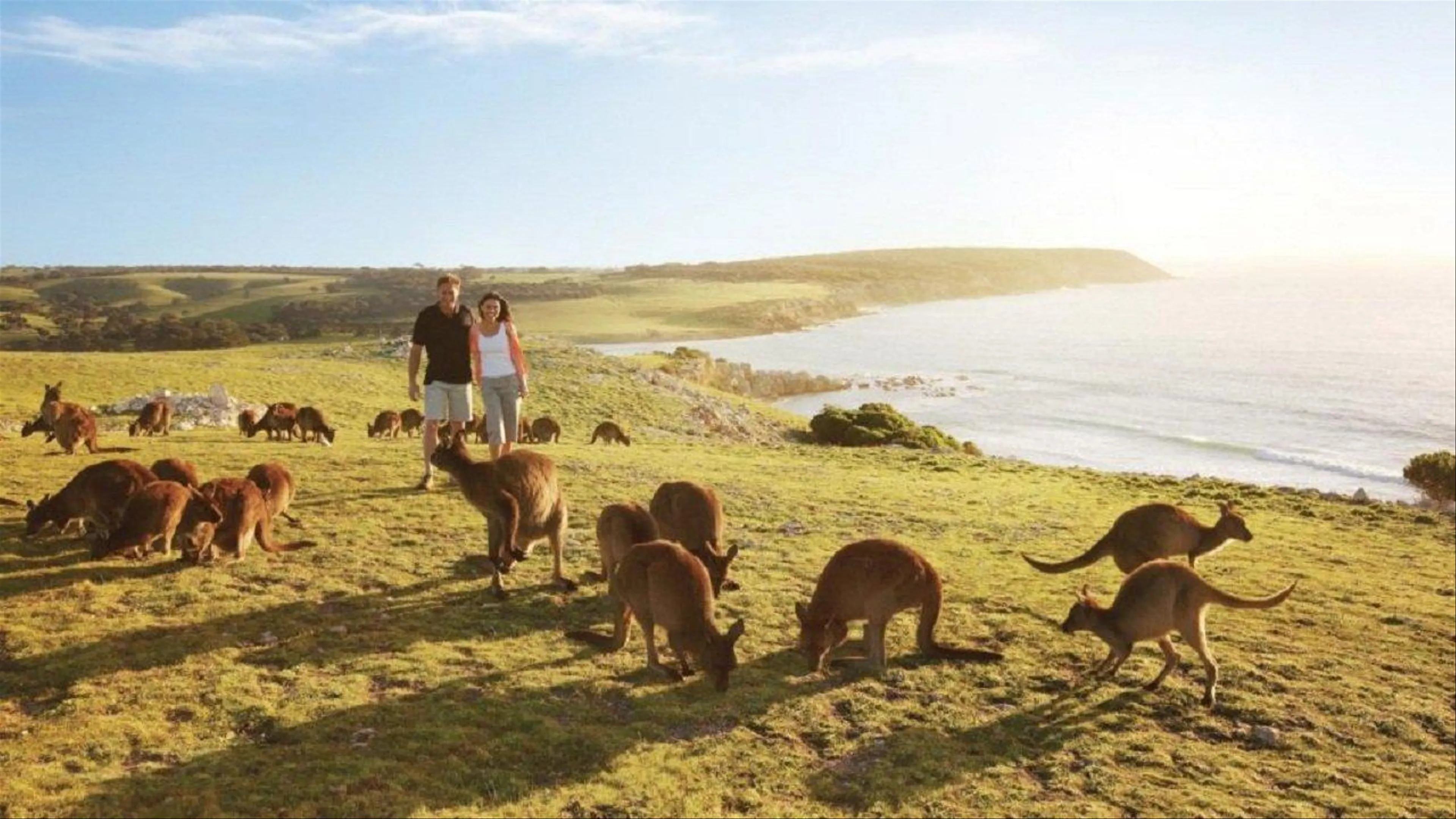 Thám Hiểm Đảo Kangaroo: Thiên Đường Hoang Dã Của Úc
