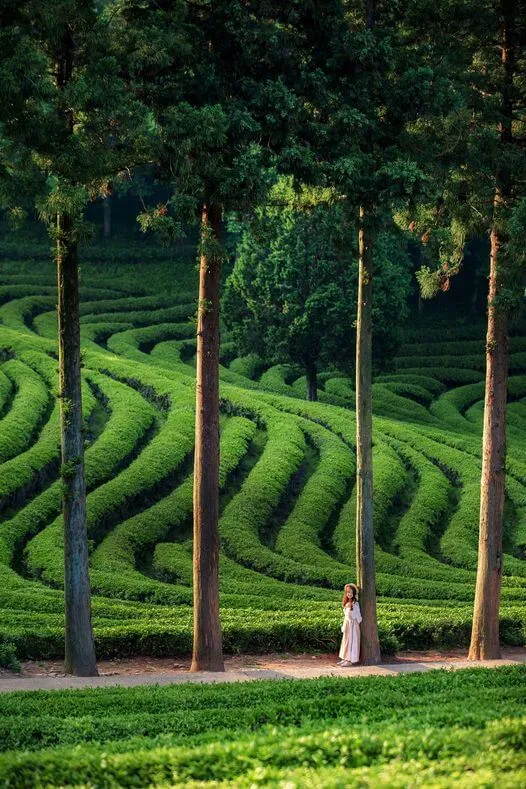 Exploring Daehan Dawon: Korea's Largest Tea Plantation