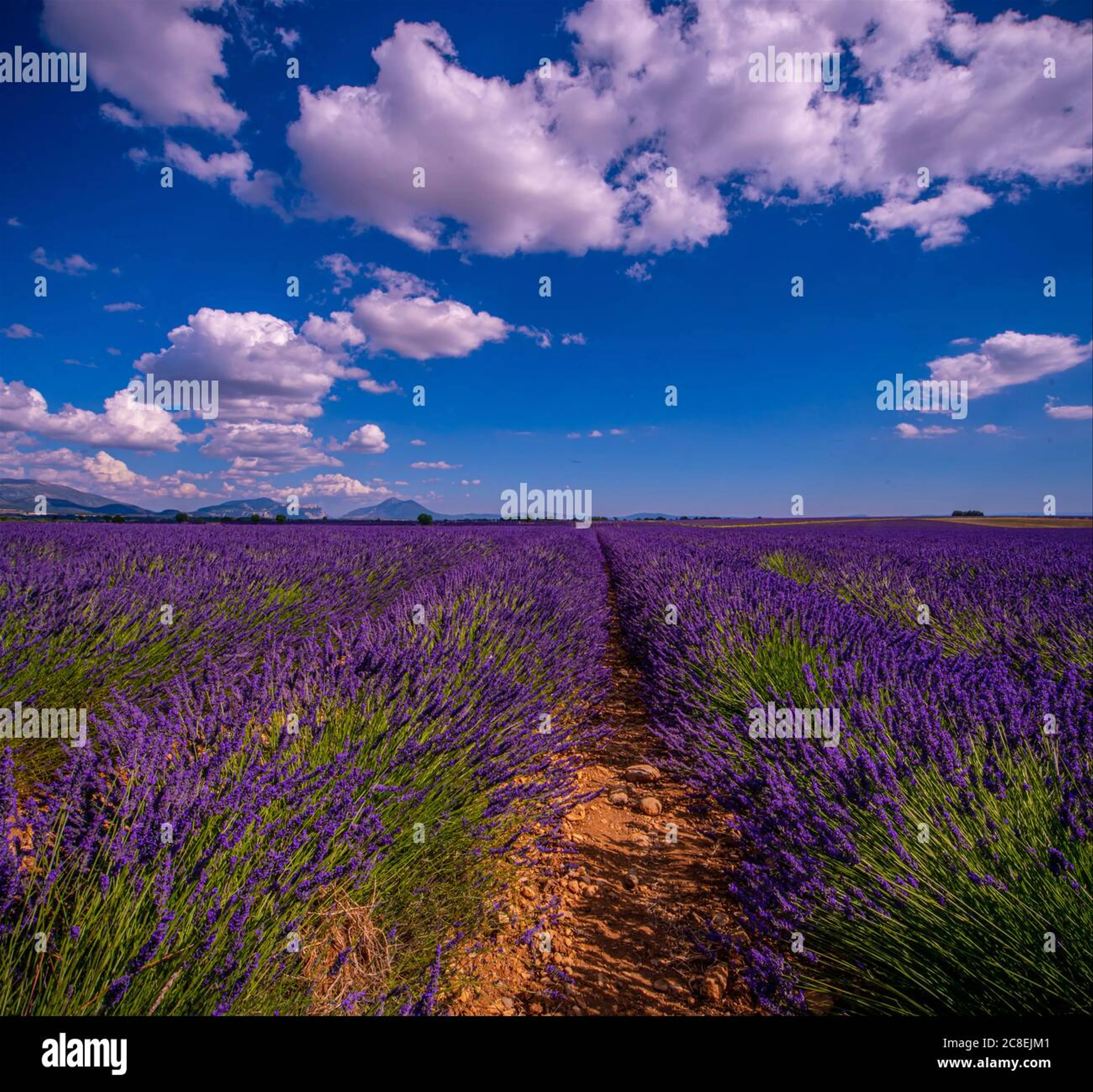 A Stroll Through the Lavender Fields of Provence: Senses Awakened in Valensole