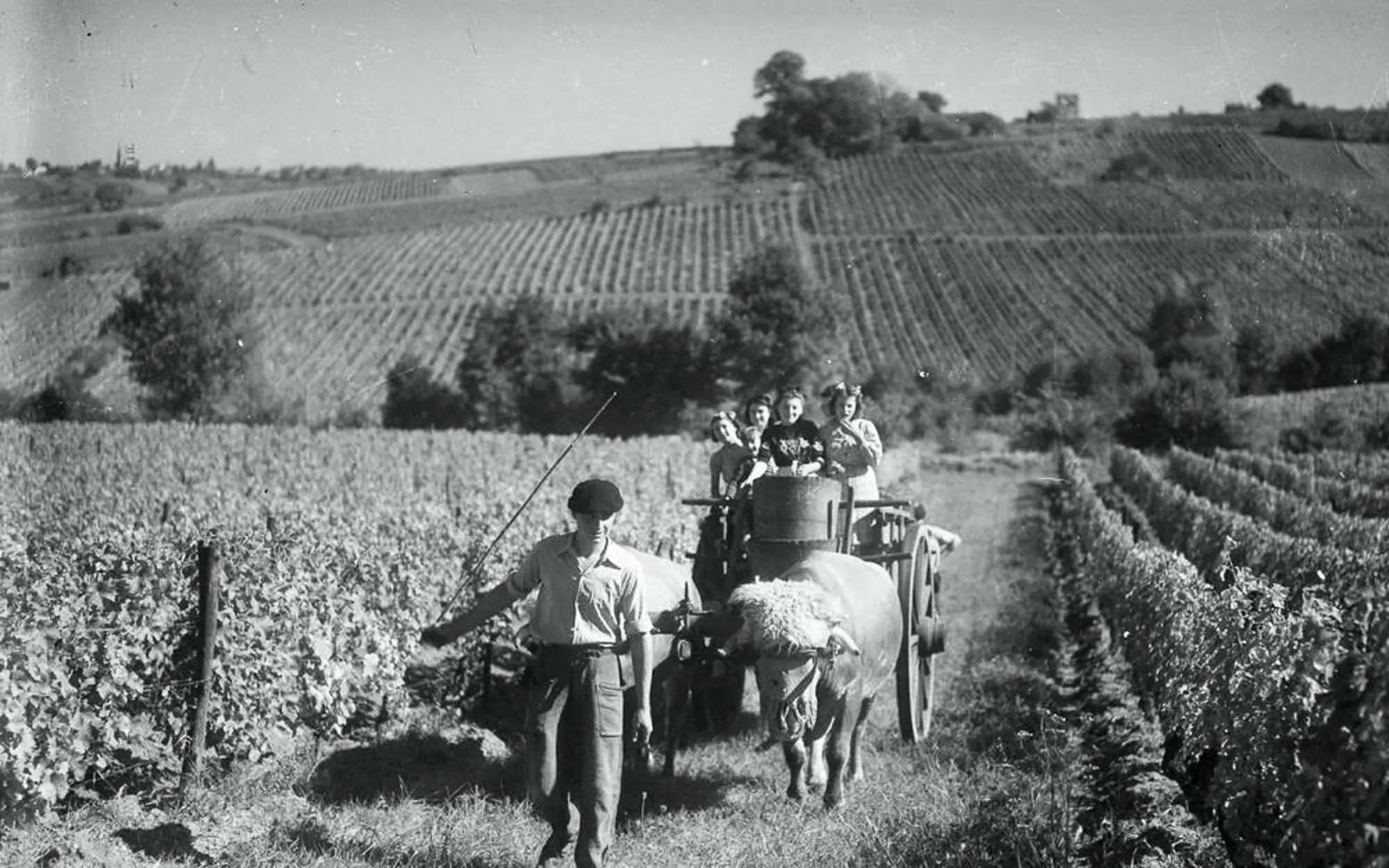 The History and Heritage of Rosé in Provence