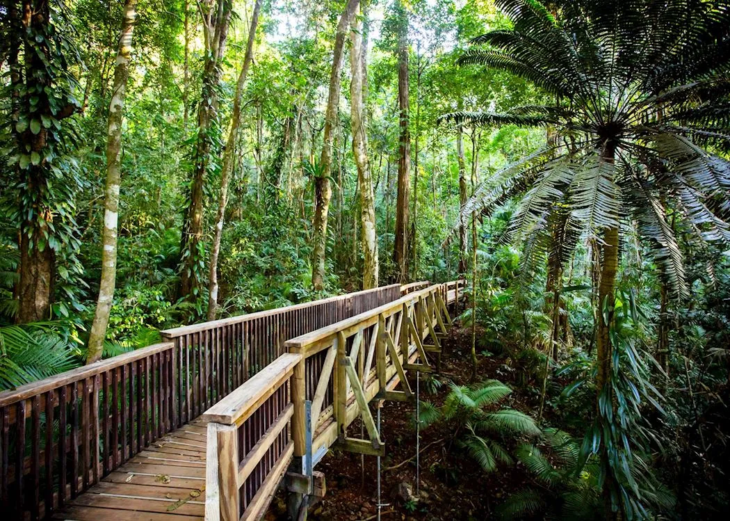 Practical Tips for Visiting the Daintree Rainforest