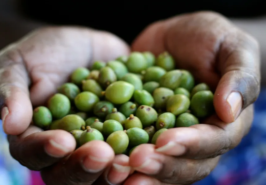 Key Indigenous Ingredients: From Kakadu Plum to Quandong