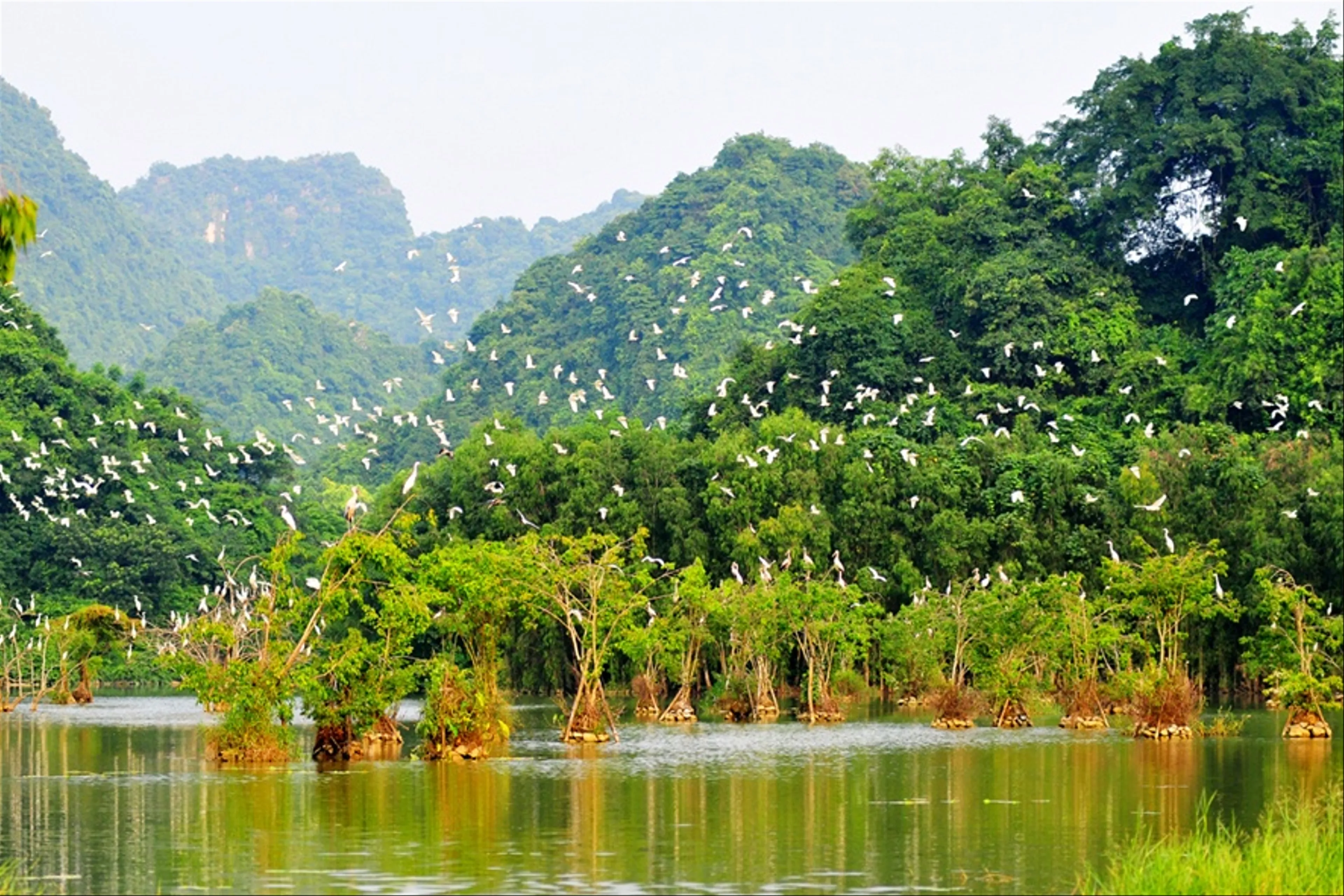 Mê hoặc với ánh sáng đom đóm tại khu vườn chim Thung Nham, Ninh Bình