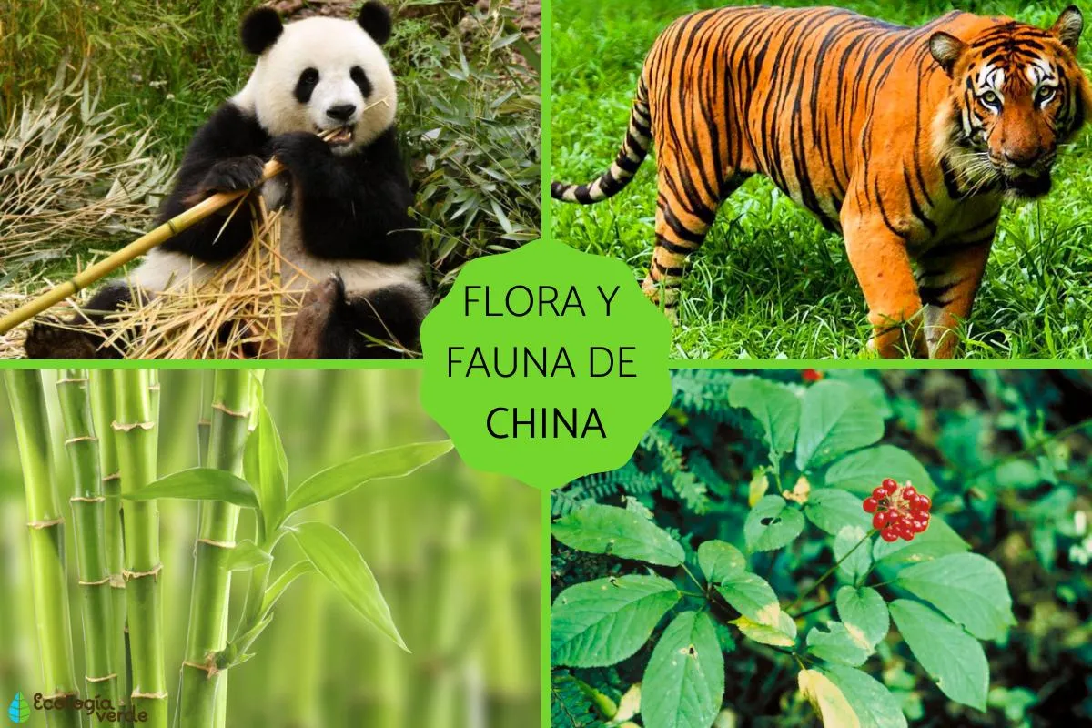 Flora and Fauna: A Biodiversity Haven