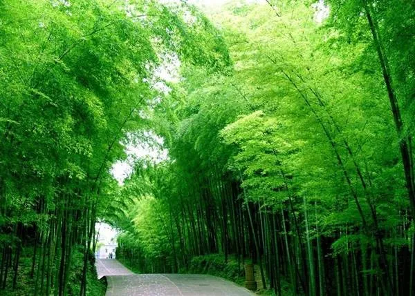 Giới thiệu về rừng trúc Anji