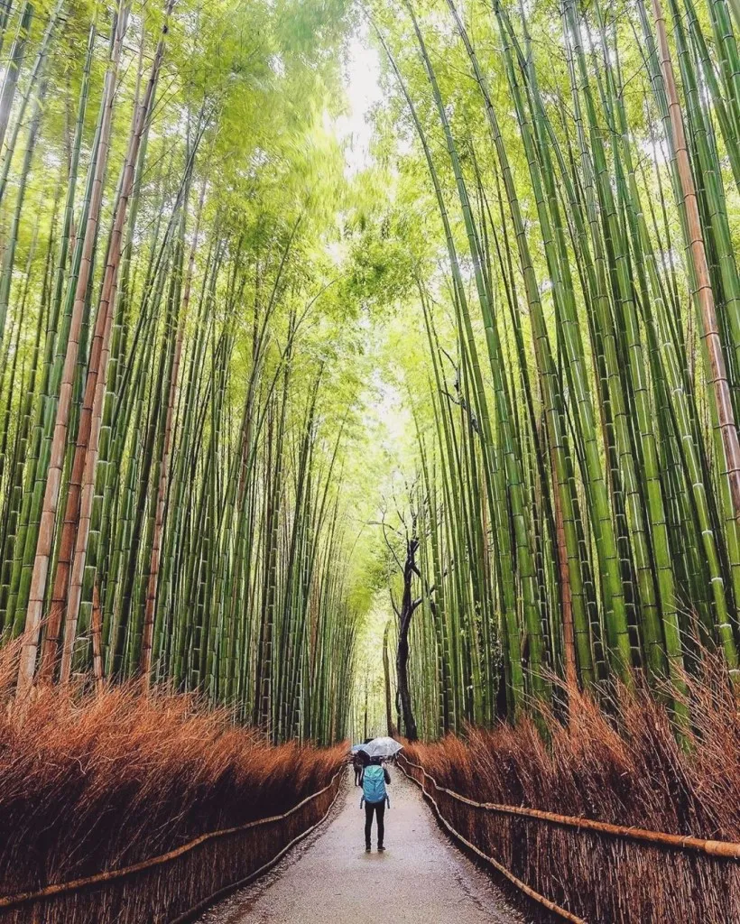 Thị trấn Arashiyama: Khám phá rừng tre huyền thoại
