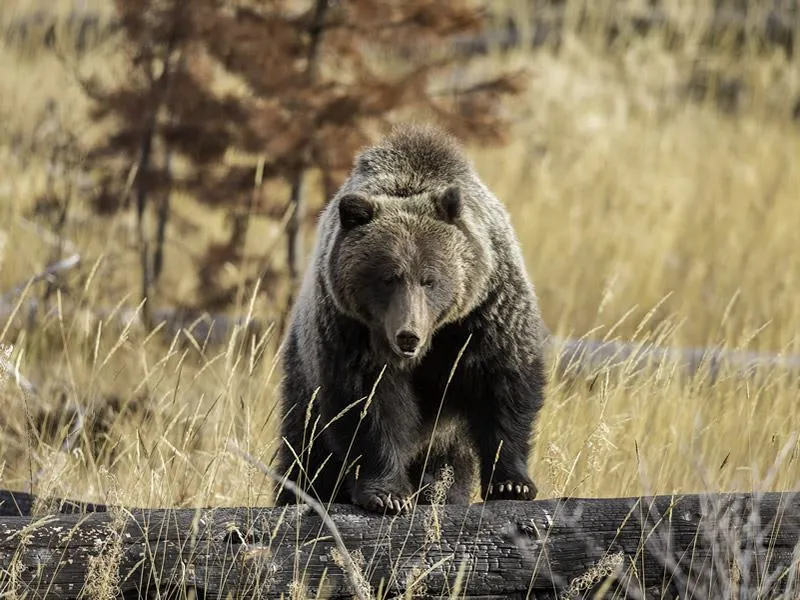 Wildlife Encounters Along the Parkway