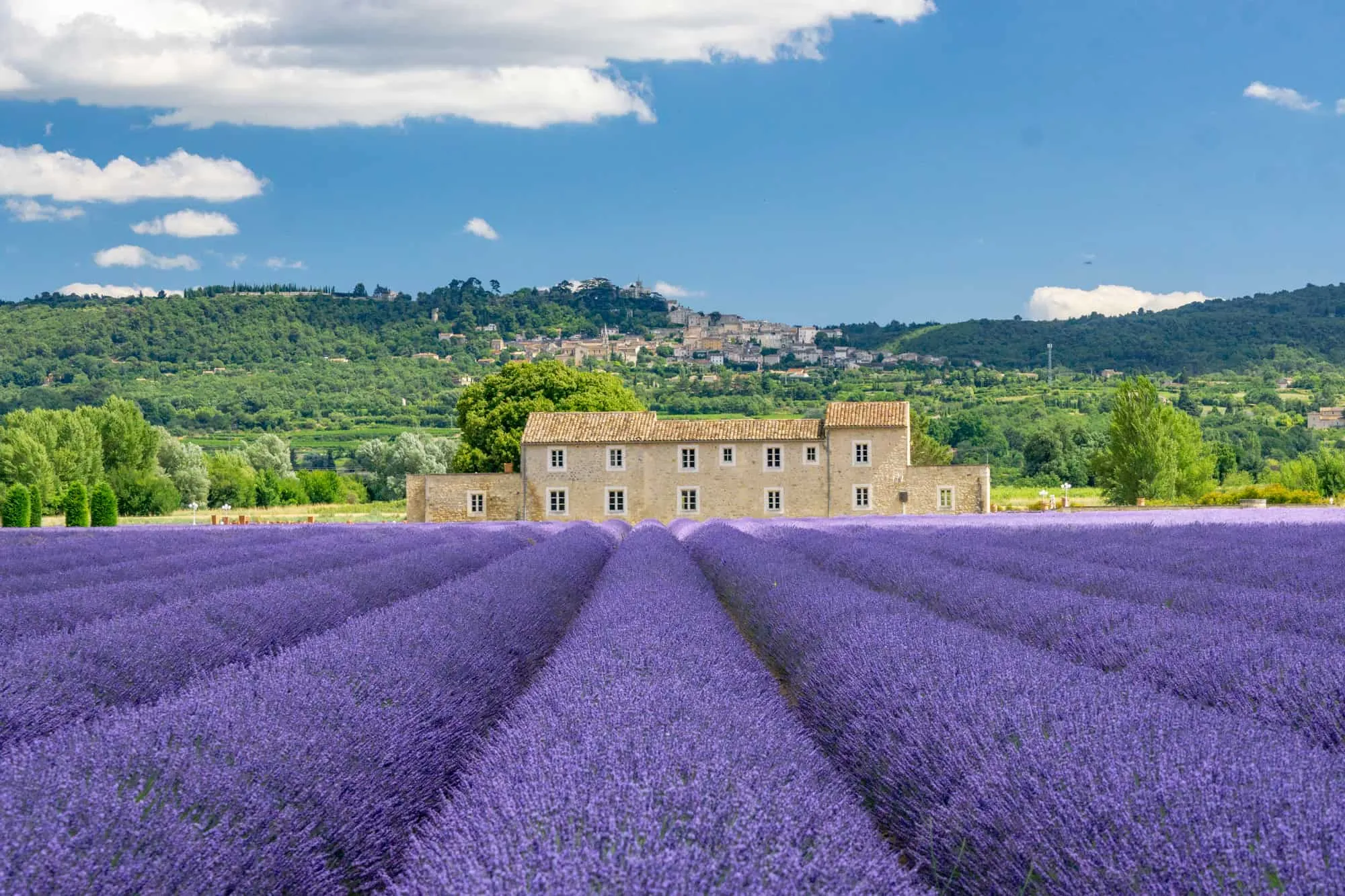 The Scent of Provence: Aromatic Delights and Local Products