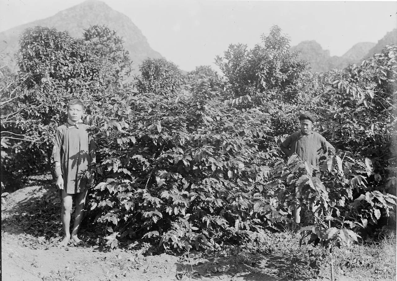 The History of Coffee in Vietnam: From Colonial Influence to Local Innovation