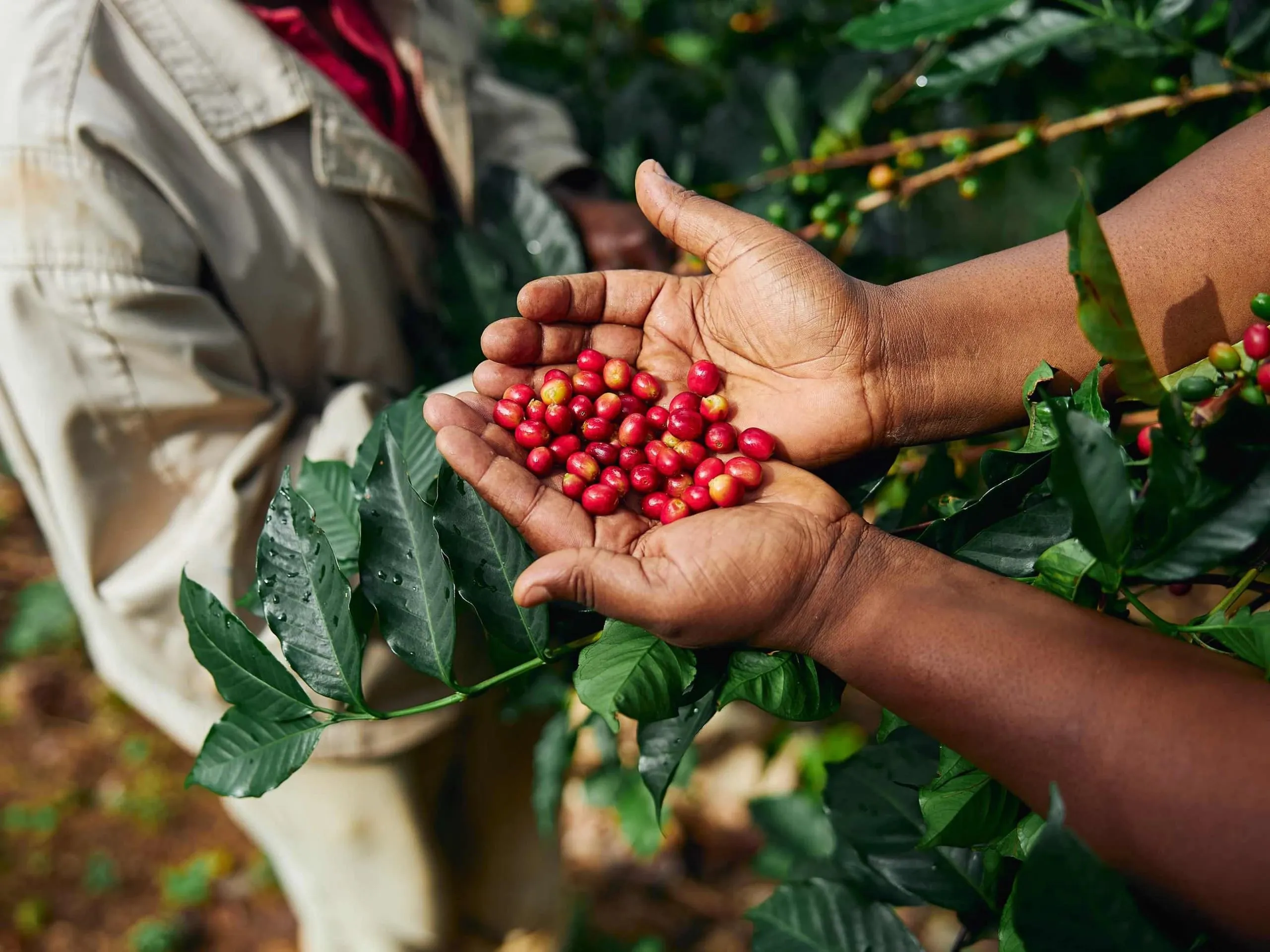 Sustainable and Ethical Coffee Practices
