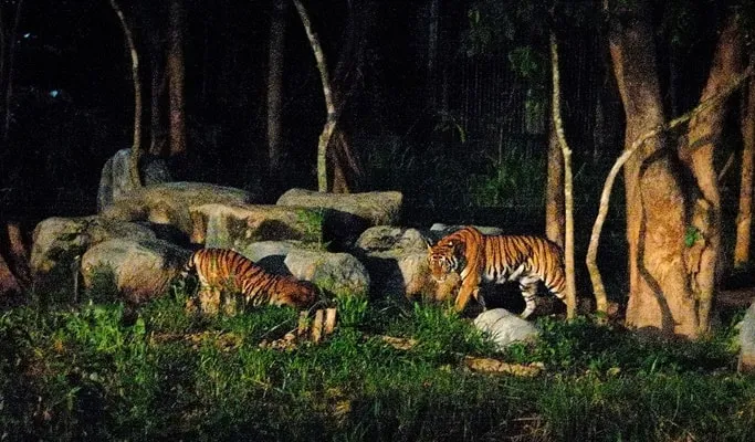 Chiang Mai Night Safari Ticket (+ Half Day Tour Options) - Trazy, Your Travel Shop for Asia