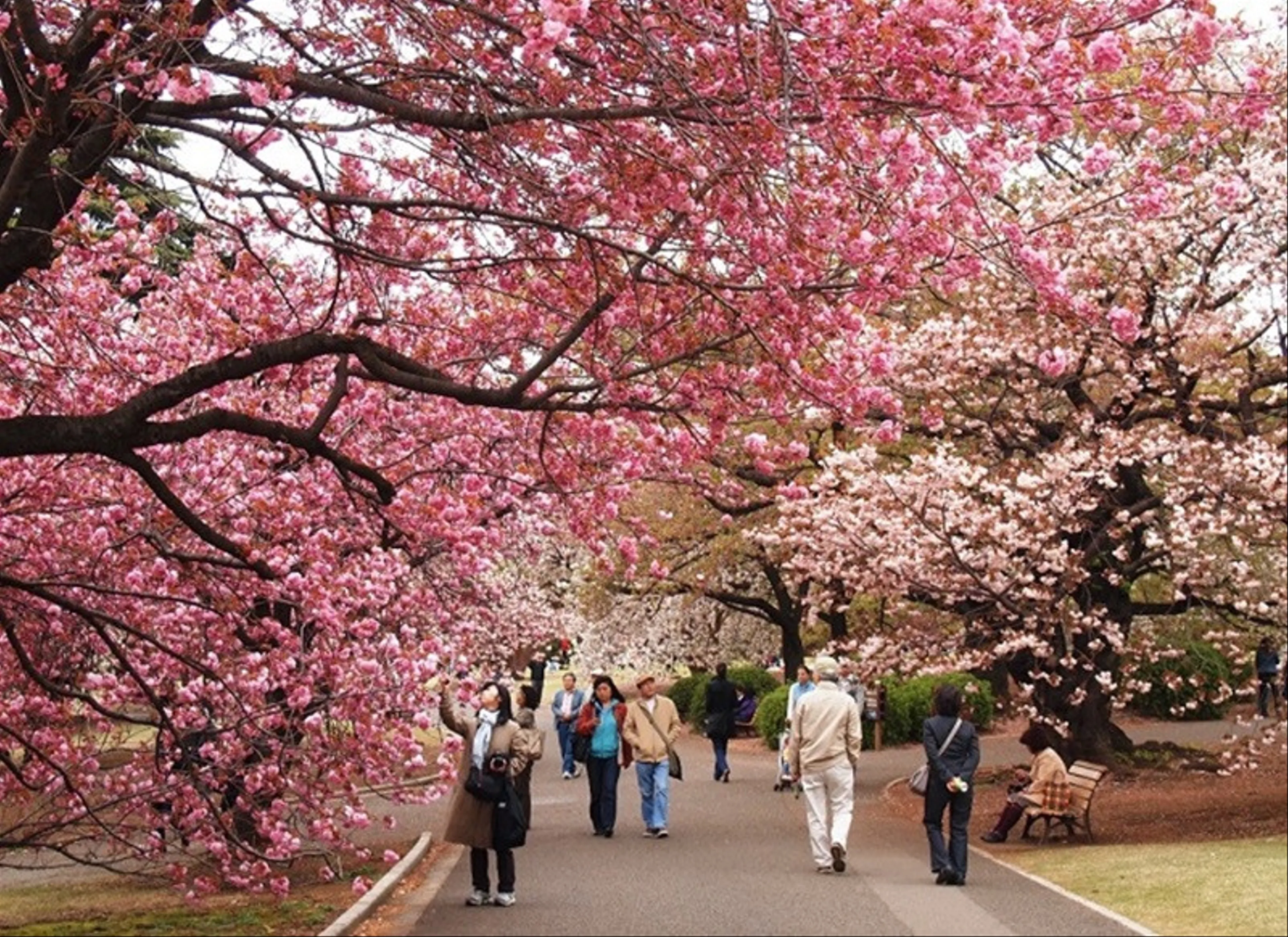 Hòa Mình Vào Lễ Hội Hoa Anh Đào Tại Công Viên Yeouido, Seoul