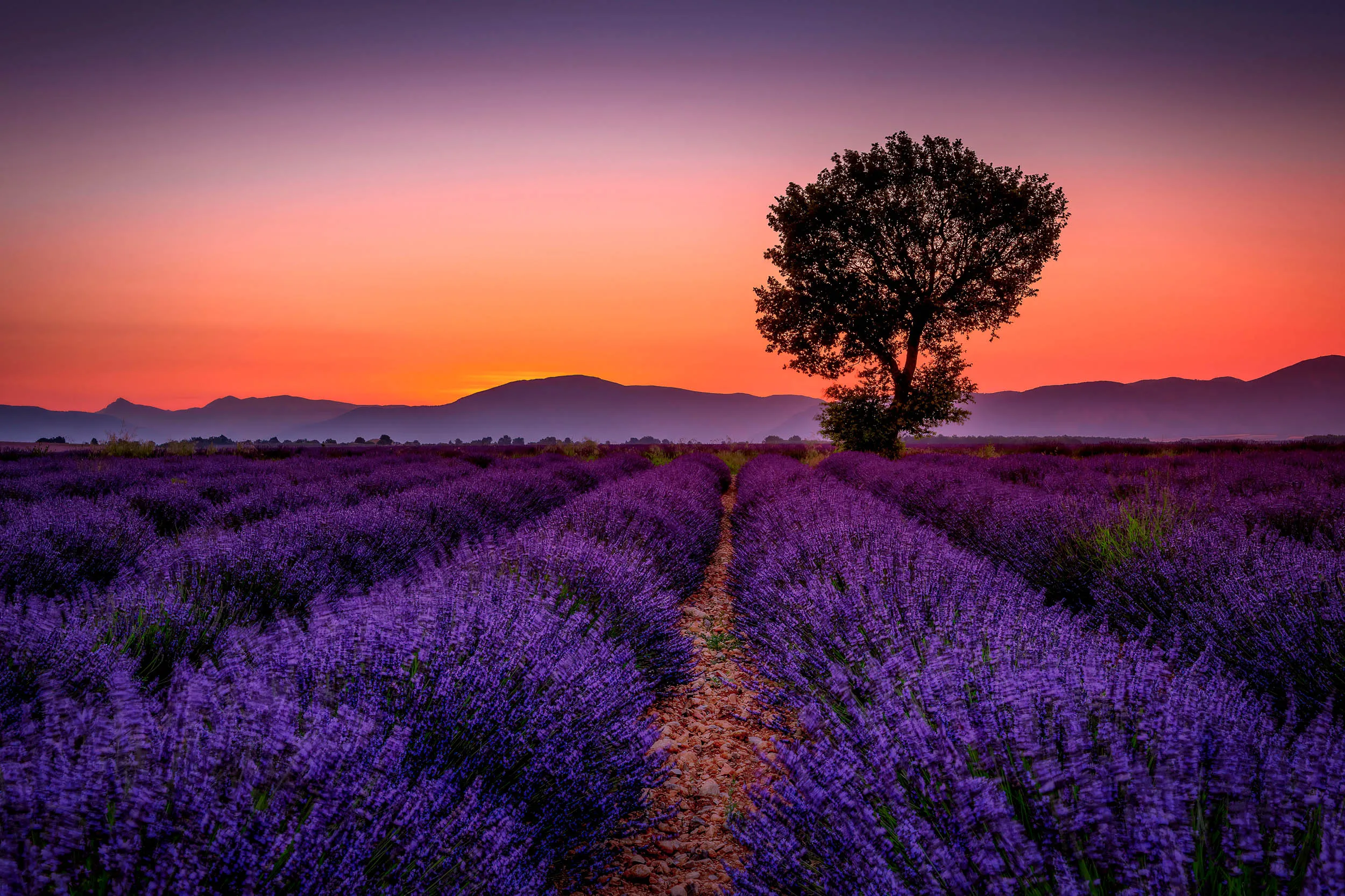 The Allure of Valensole: A Lavender Wonderland