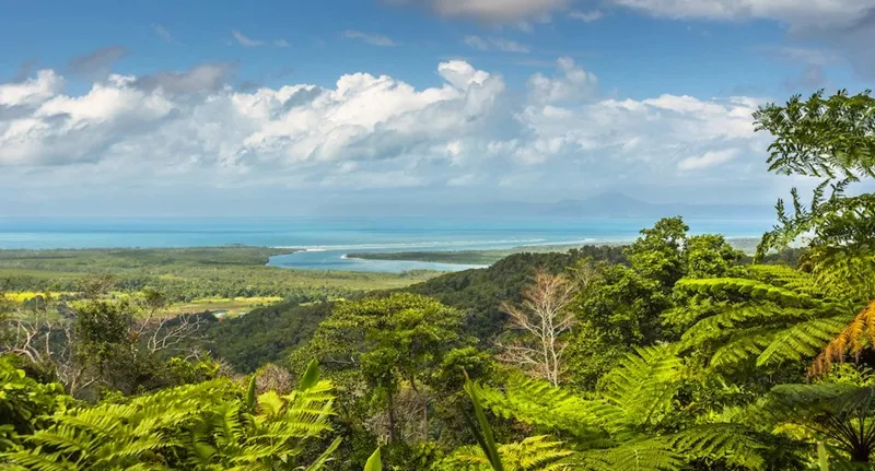 Lịch sử và ý nghĩa của rừng mưa Daintree
