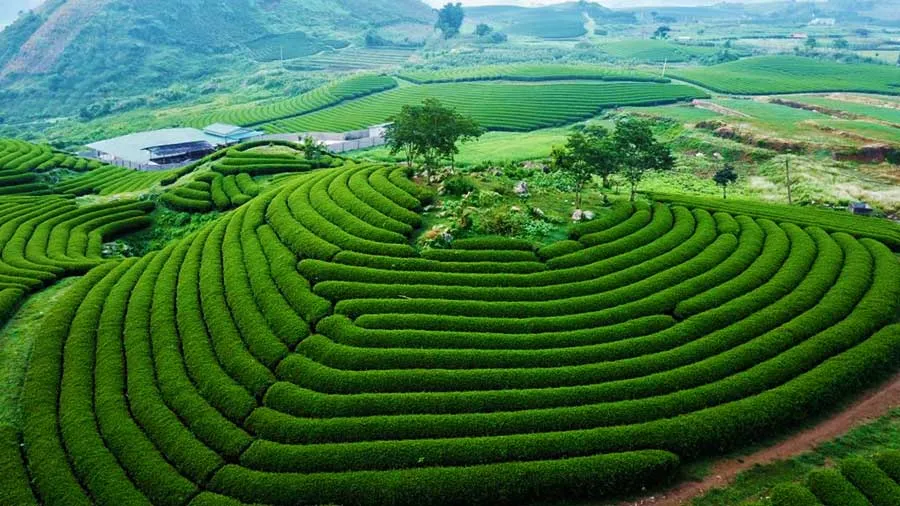 Khám Phá Các Đồi Trà Xanh Mướt