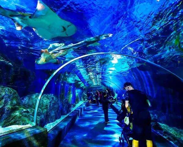 Review chi tiết Sea Life Bangkok Ocean World giá vé, đường đi