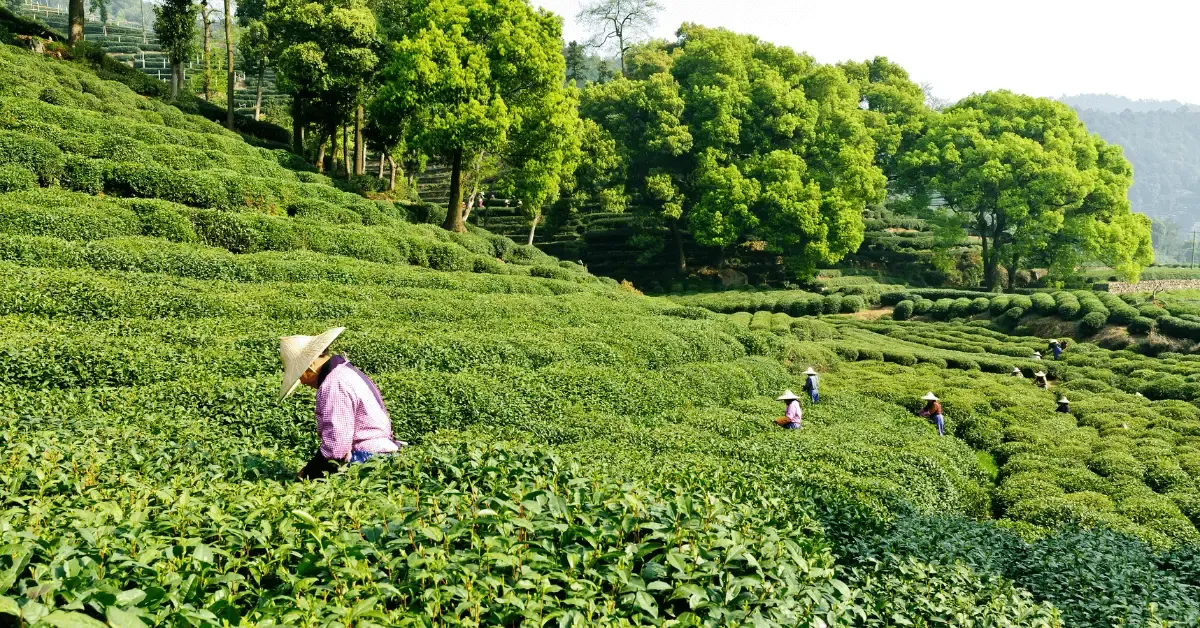 The Historical Significance of Longjing Tea