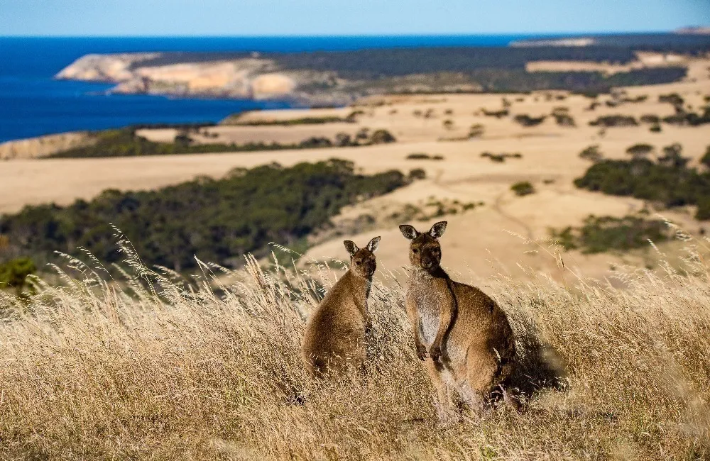 The Unique Wildlife of Kangaroo Island