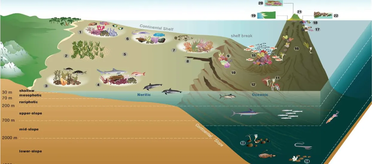 Marine Biodiversity and Conservation