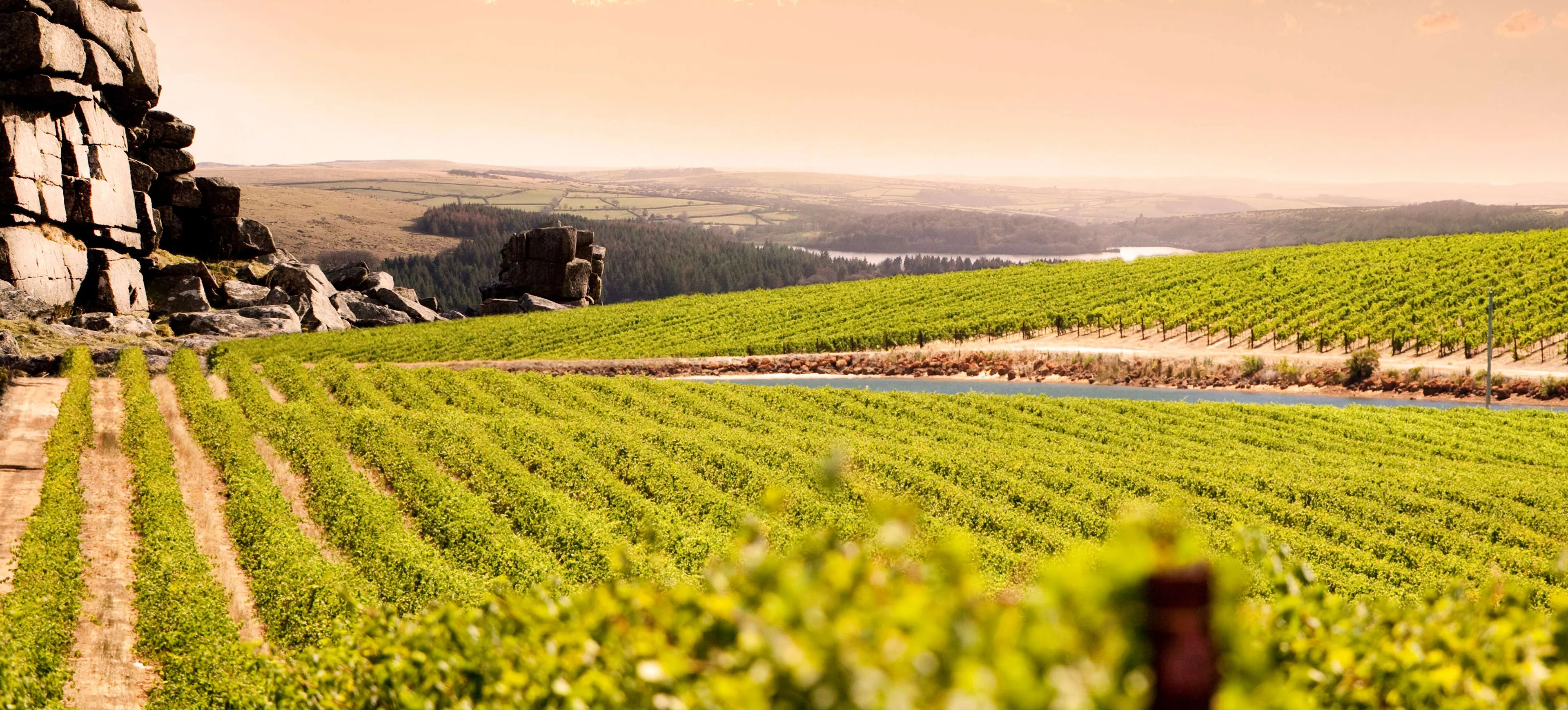 Lạc bước vào khu vườn nho Barossa Valley: Thưởng thức rượu vang và tìm hiểu quy trình sản xuất độc đáo