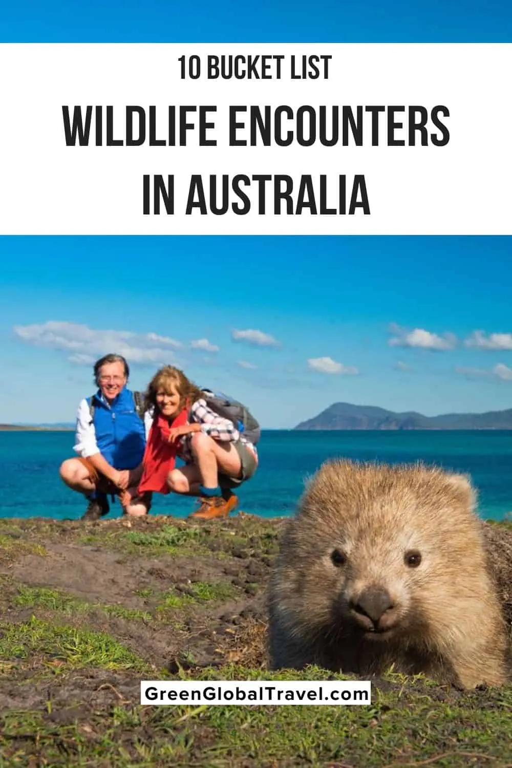 Wildlife Encounters: Birds, Mammals, and More