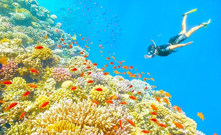 Tour Câu cá lặn ngắm san hô Câu mực đêm Phú Quốc trong ngày ®Hitour