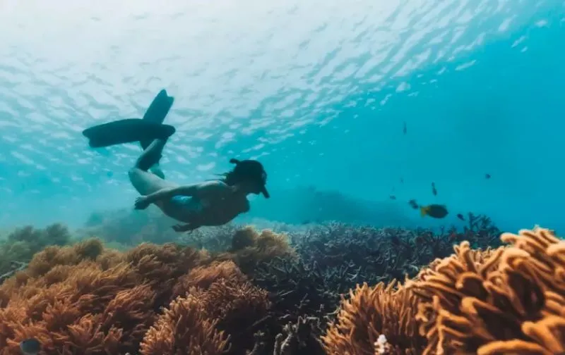 Trải nghiệm lặn biển tại Great Barrier Reef