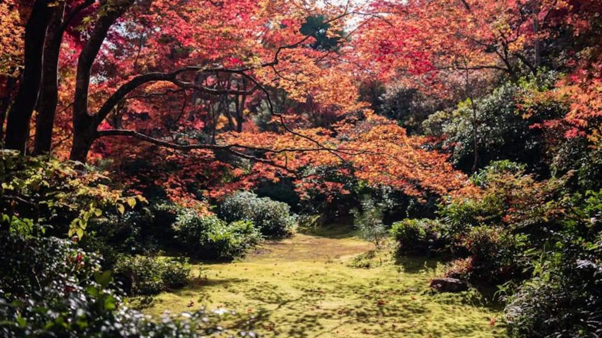 Seasonal Beauty: Kyoto's Gardens Through the Seasons