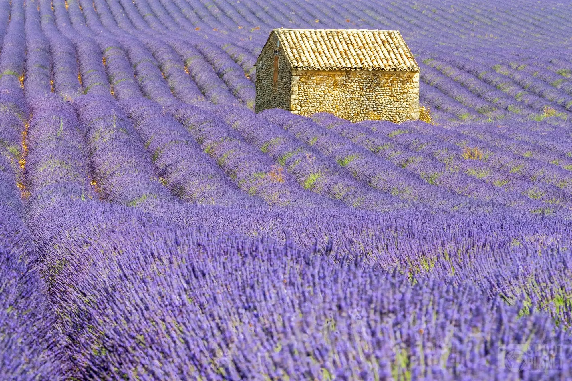 The Cultural Impact of Lavender on Provençal Life