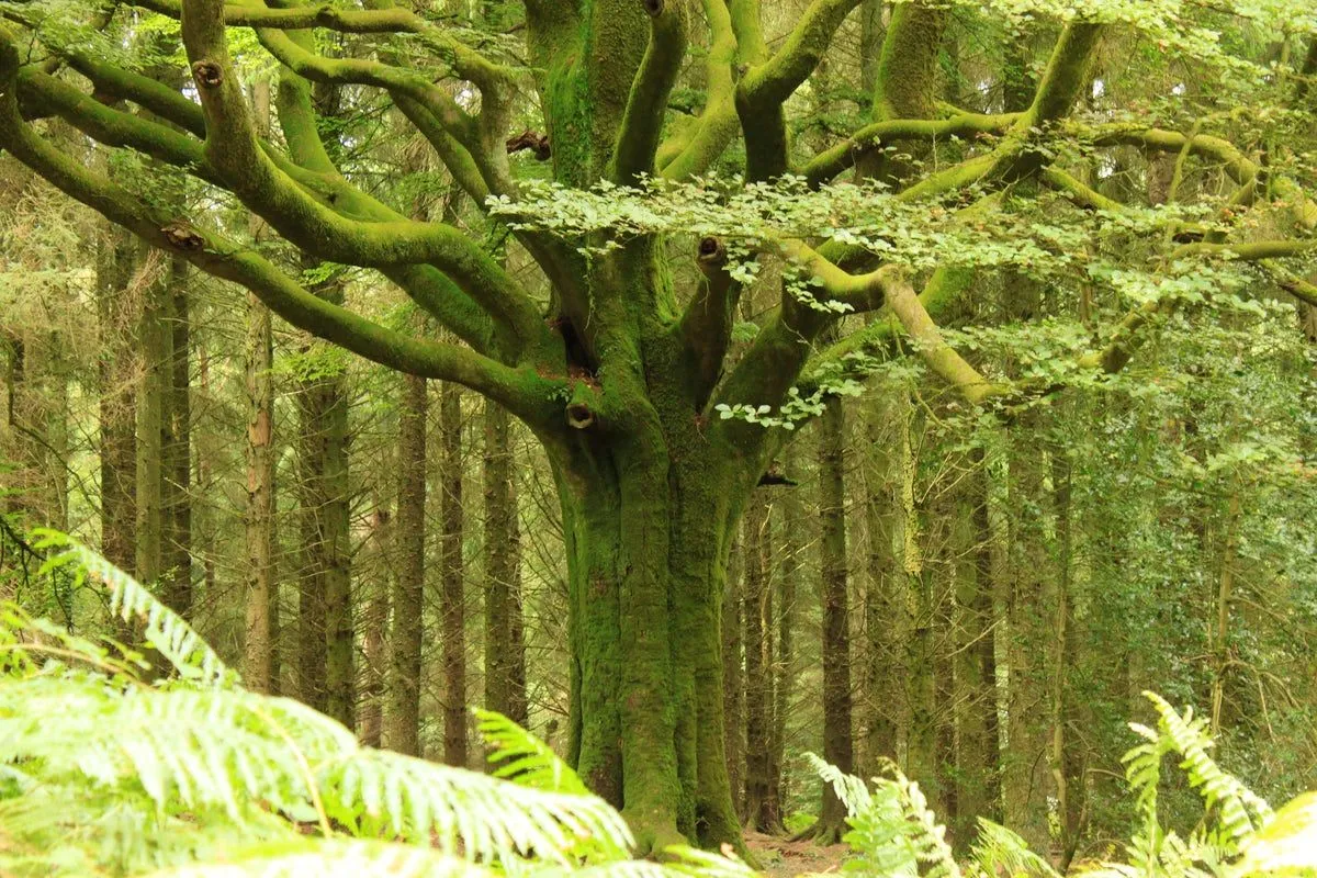 The Mythical Origins of Brocéliande