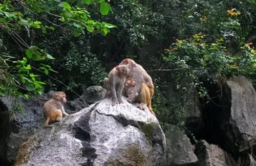 Wildlife and Biodiversity in Ha Long Bay