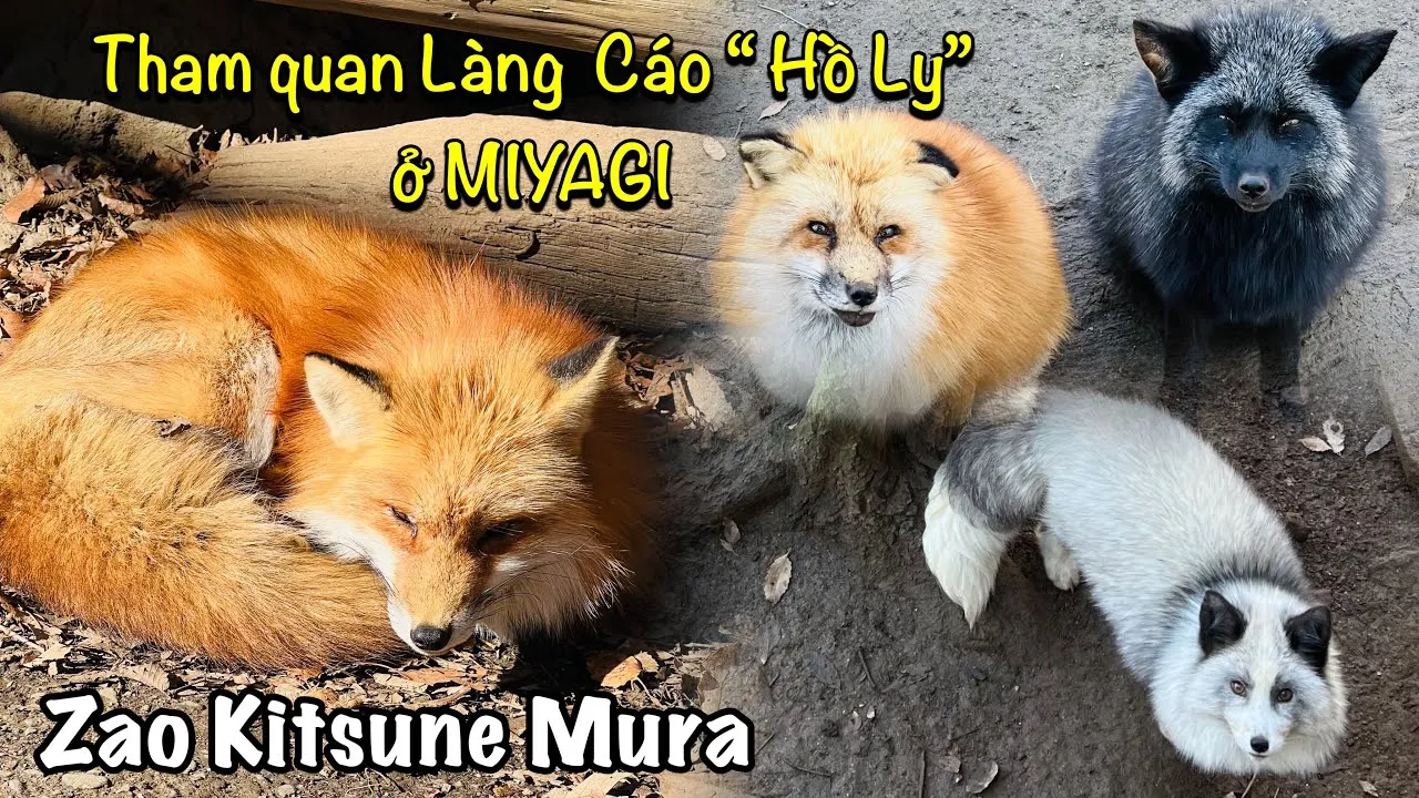 Mẹo để có trải nghiệm tốt nhất tại Zao Kitsune