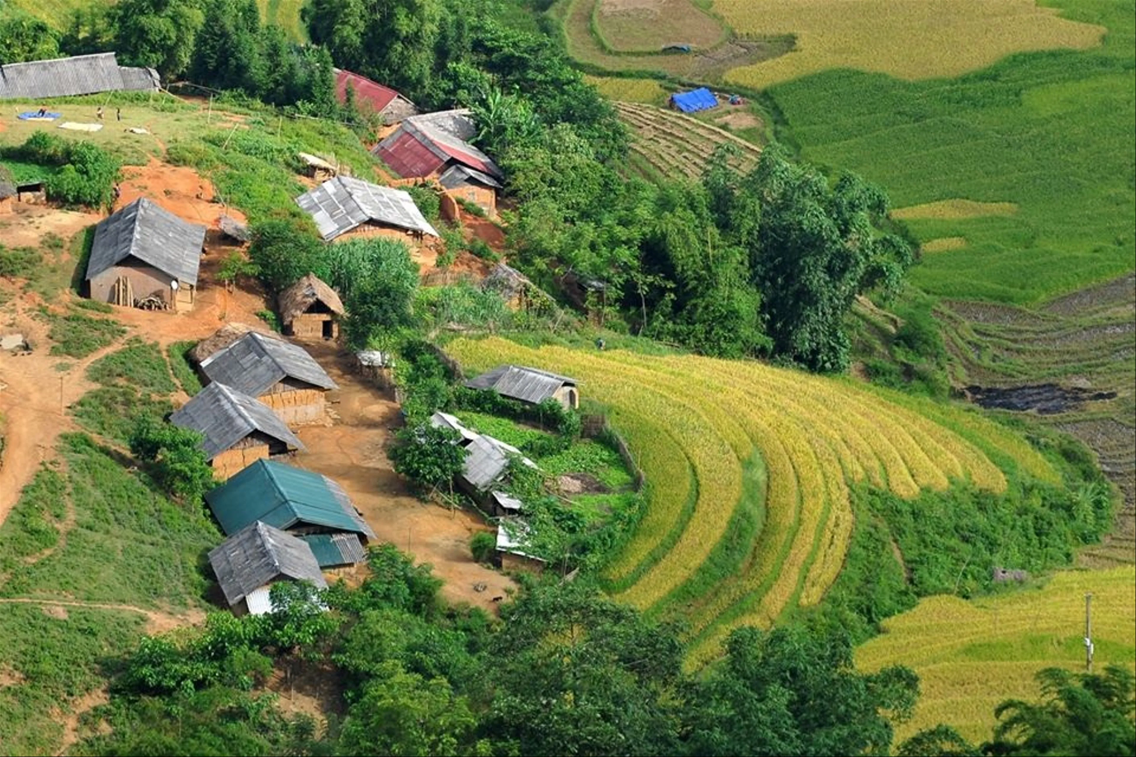 Khám Phá Lòng Đỏ Takamatsu: Những Vườn Ô Liễu Bạt Ngàn