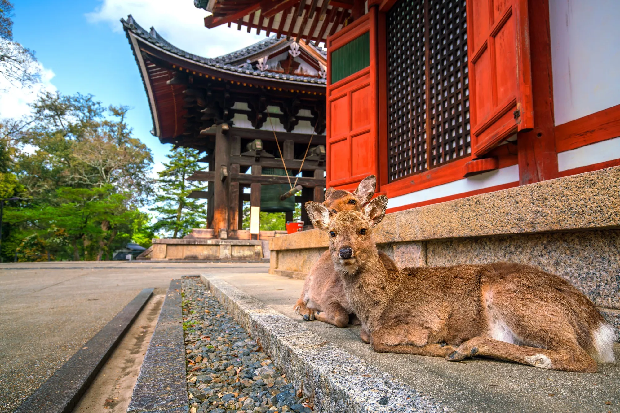 Nara: Encounter with Ancient Relics and Friendly Deer