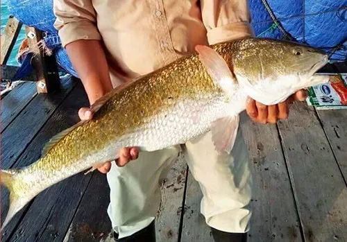 Cá 5 kg nghi sủ vàng dính câu trên vịnh Vân Phong | Tin nhanh chứng khoán