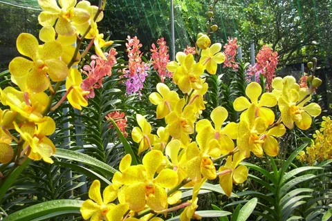 Vườn lan - KDL Hàm Rồng