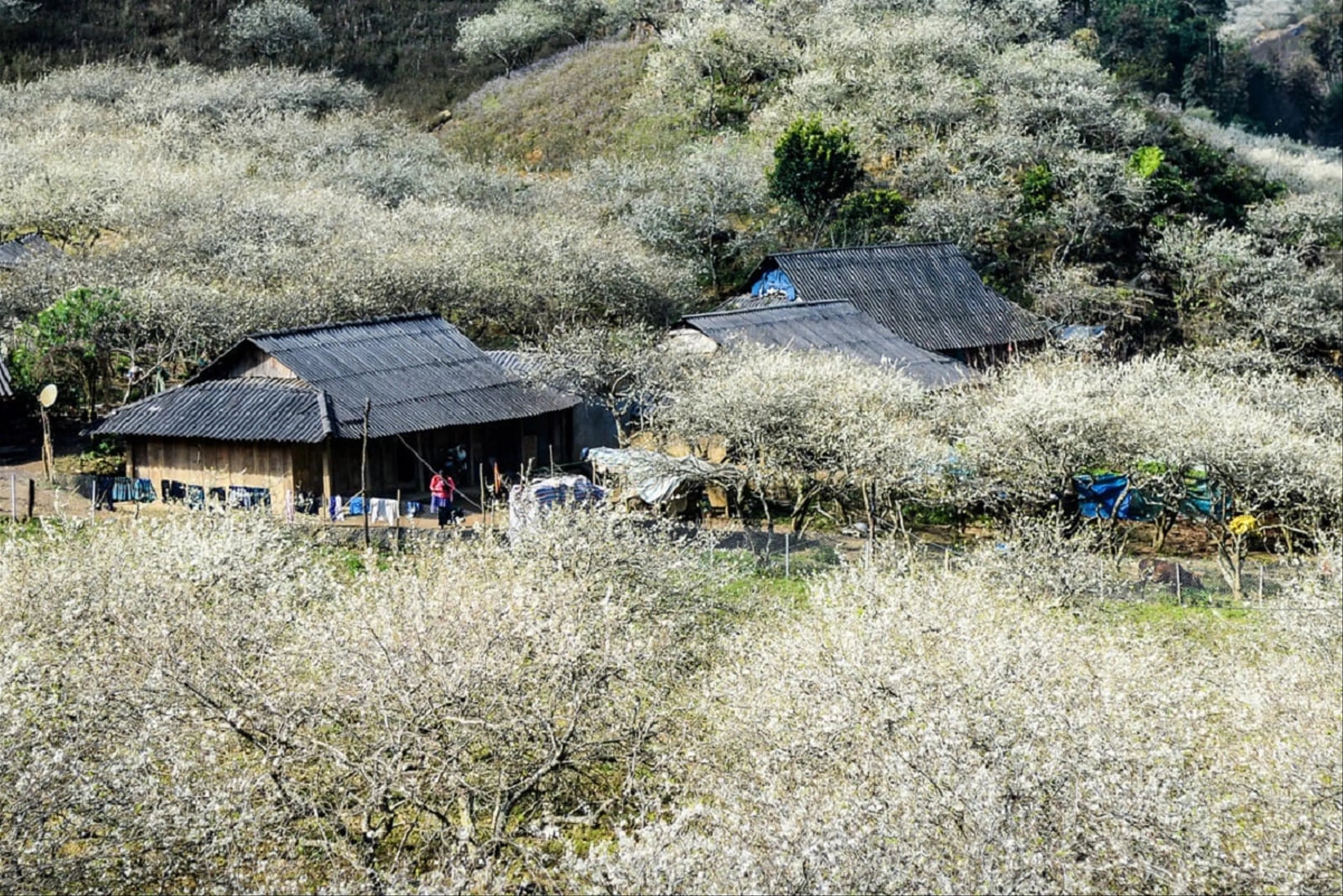 Tour Hà Nội - Mộc Châu 2 ngày 1 đêm: Mùa Hoa Cải Trắng