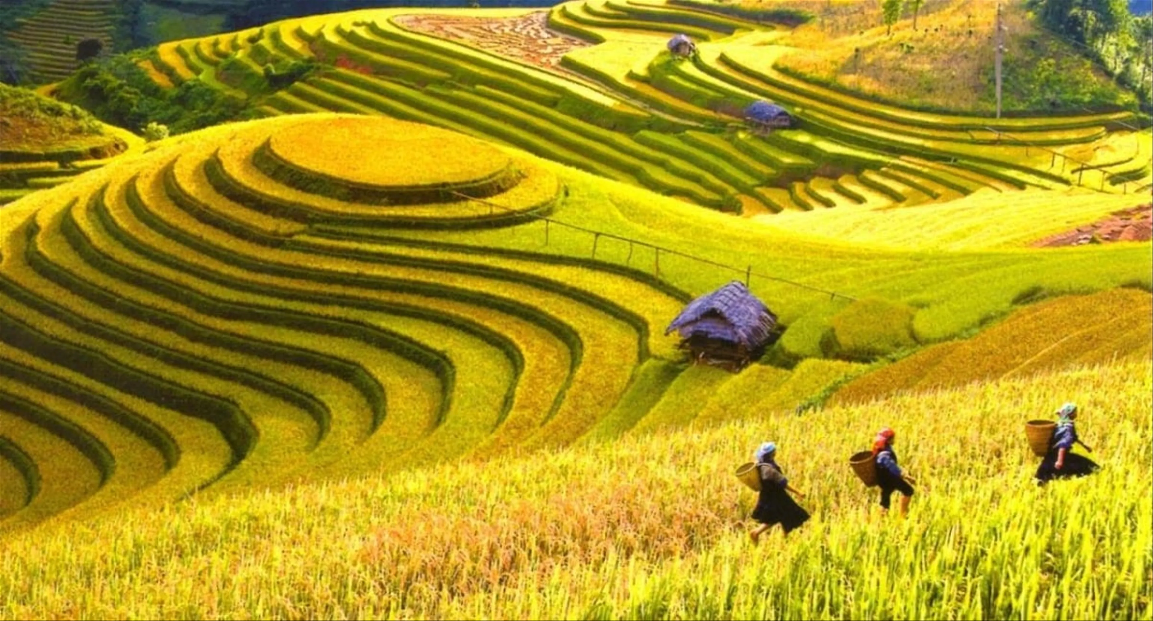 Tour Hà Nội - Mù Cang Chải - Sapa 3 ngày 2 đêm