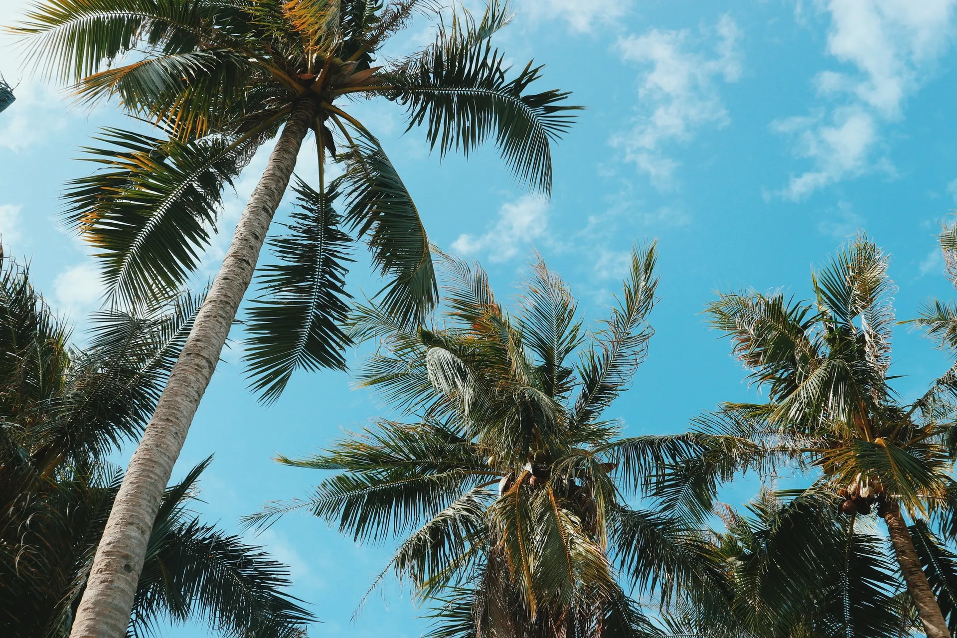 Palm trees in Nam Du Island