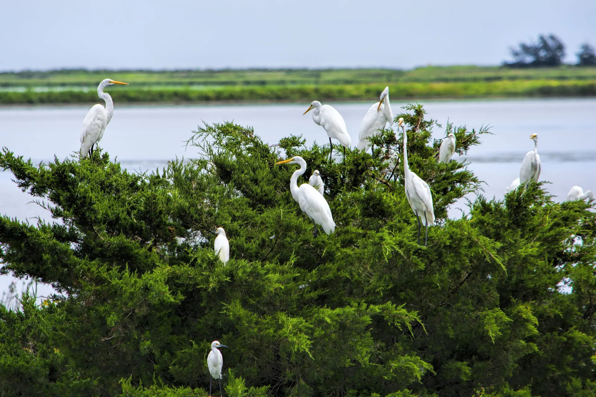 wild birds perched on a plant in u minh ha