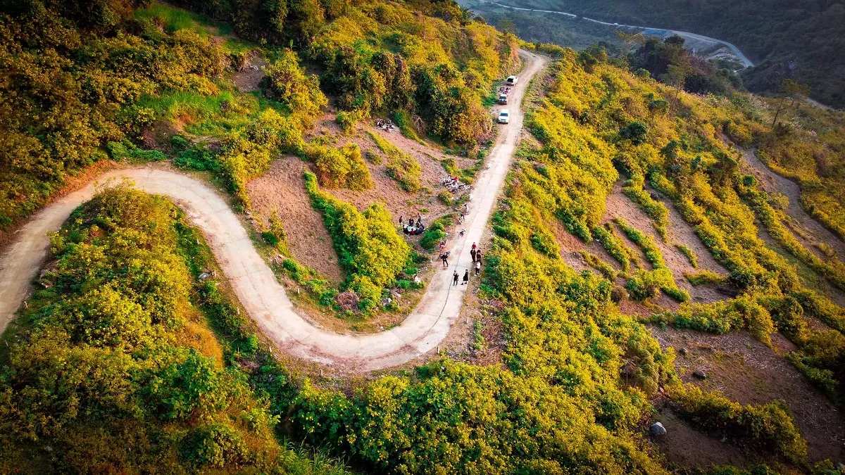 Ảnh hoa Dã Quỳ